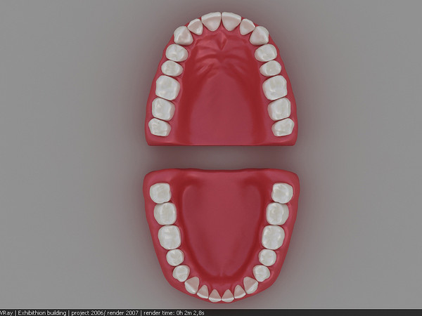 3d dentition model - dentition .max by marcel23d